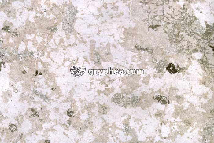 Plagiogranite LPA x3,5 - gryphea.com